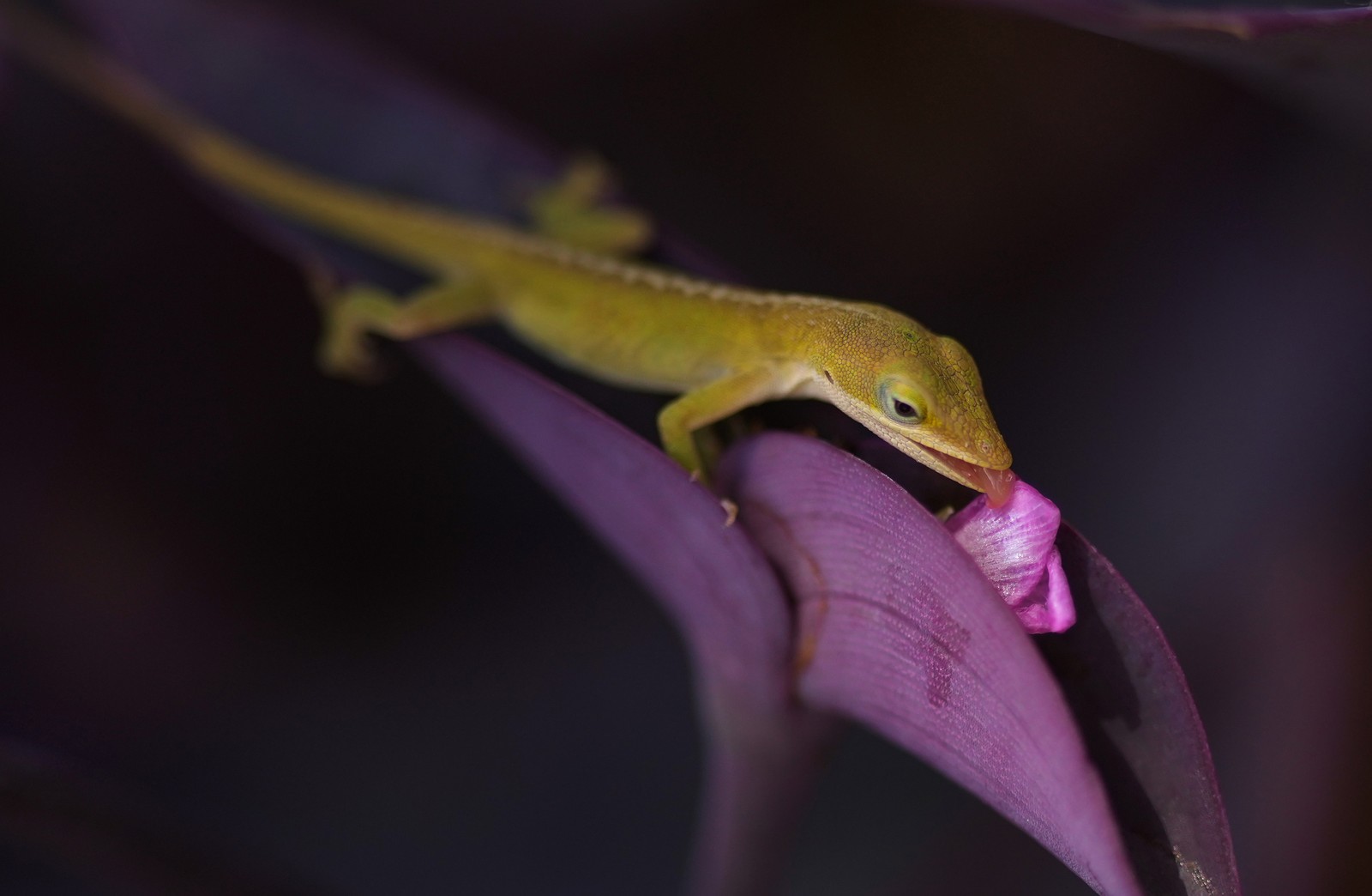 A small lizard feeds on the bloom of a purple heart plant.