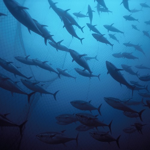 The New Tools For Fish Counting Artificial Intelligence
