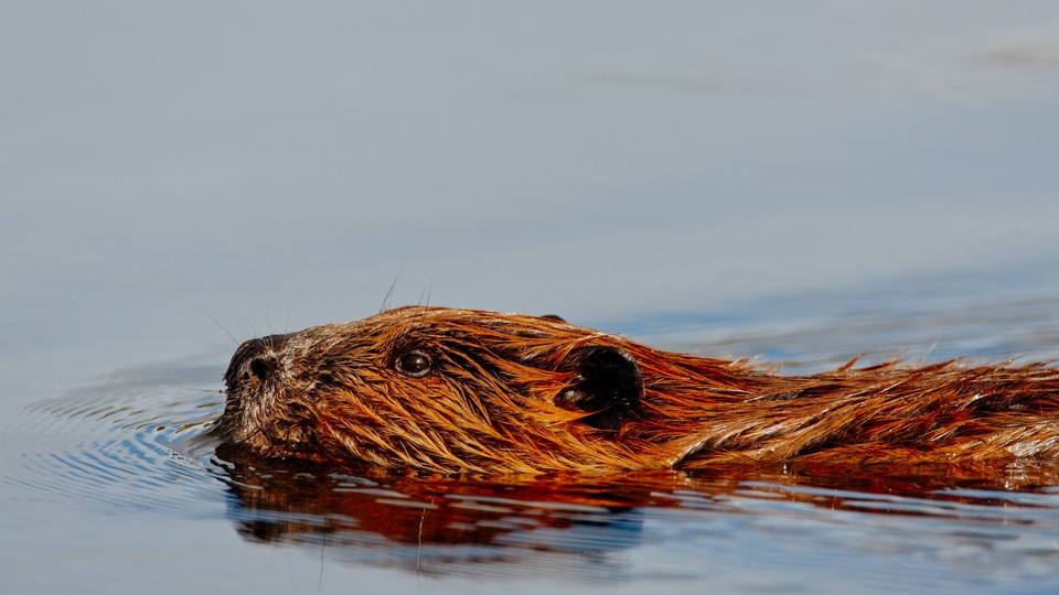 A beaver swimming
