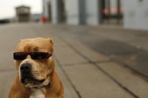 A seated pit bull wearing a pair of sunglasses