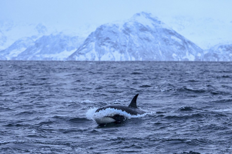 An orca splashes at the surface as it swims after prey, with snow-covered mountains in the distance.