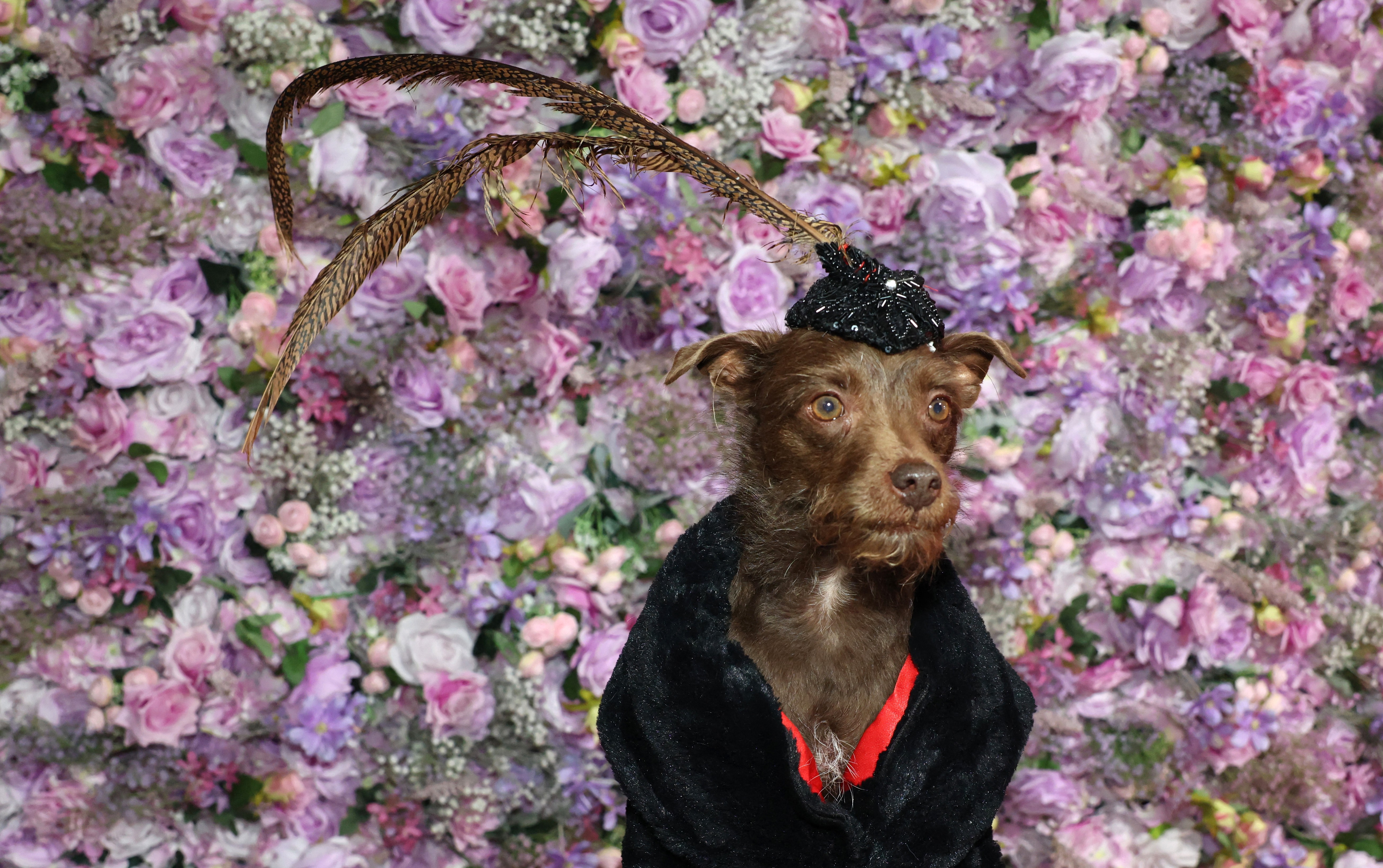 A small dog, wearing a coat and a cap with a long feather, posed in front of a floral backdrop