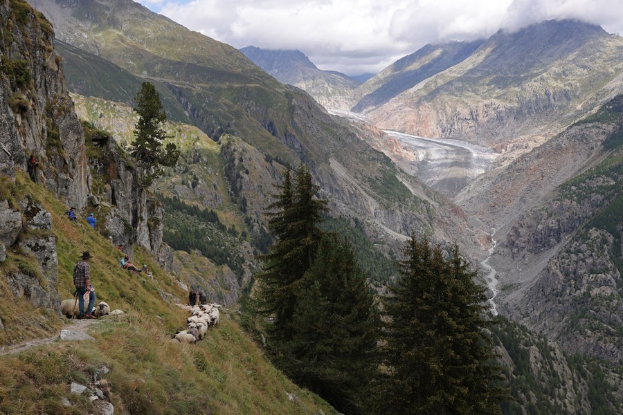 A shepherd leads a flock of sheep along a narrow path in a steep mountain valley.