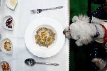 A dog looks at plate of food on a table