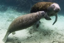 A manatee and her calf in Crystal River