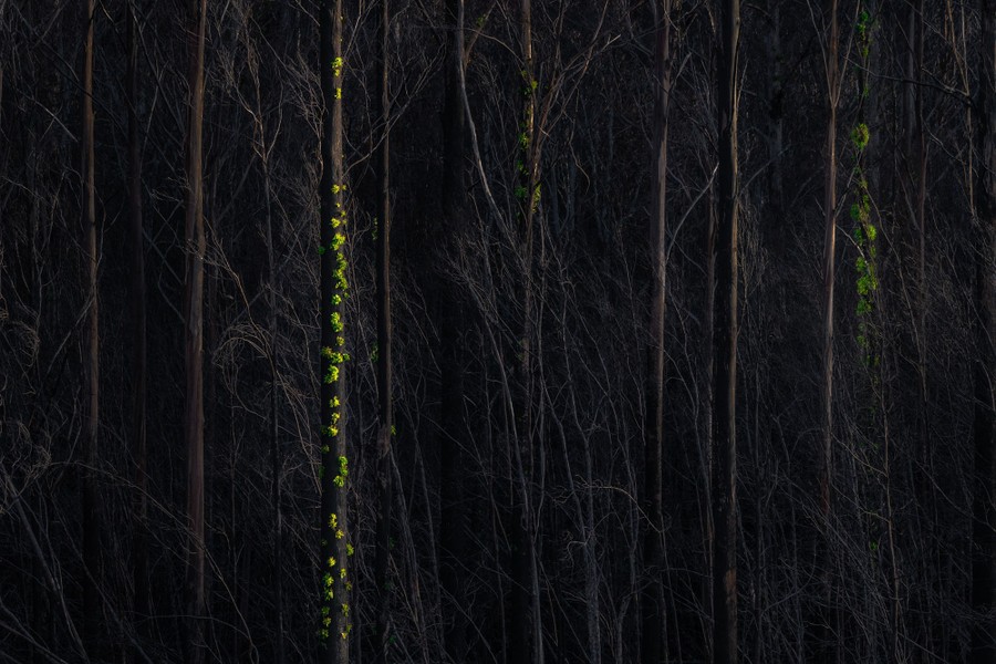 Green vines cling to blackened tree trunks following a brush fire.