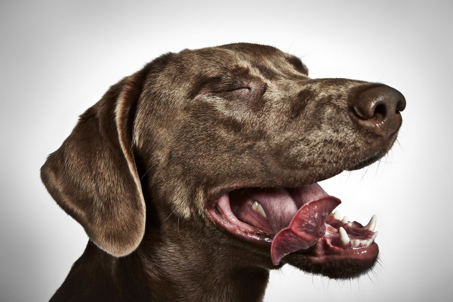 Rescue Me Book Richard Phibbs Shelter Dogs Photography The Atlantic