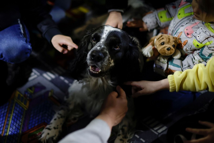 A happy dog is petted by several people at once.