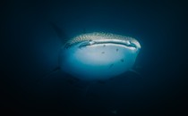 Close up of Whale Shark swimming up from the deep blue ocean.