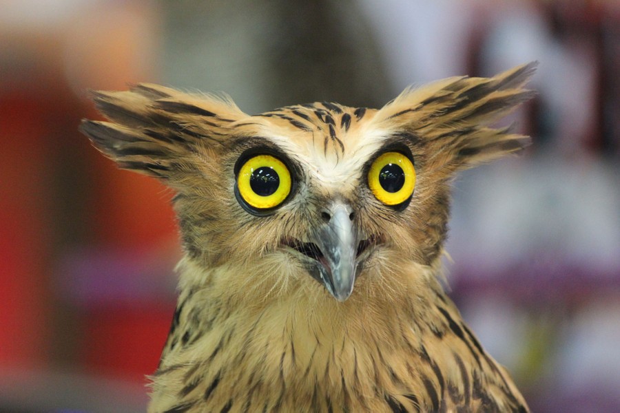 superb owl