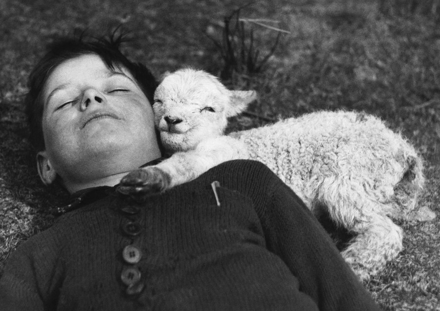 A newborn lamb rests beside a sleeping child in a field.