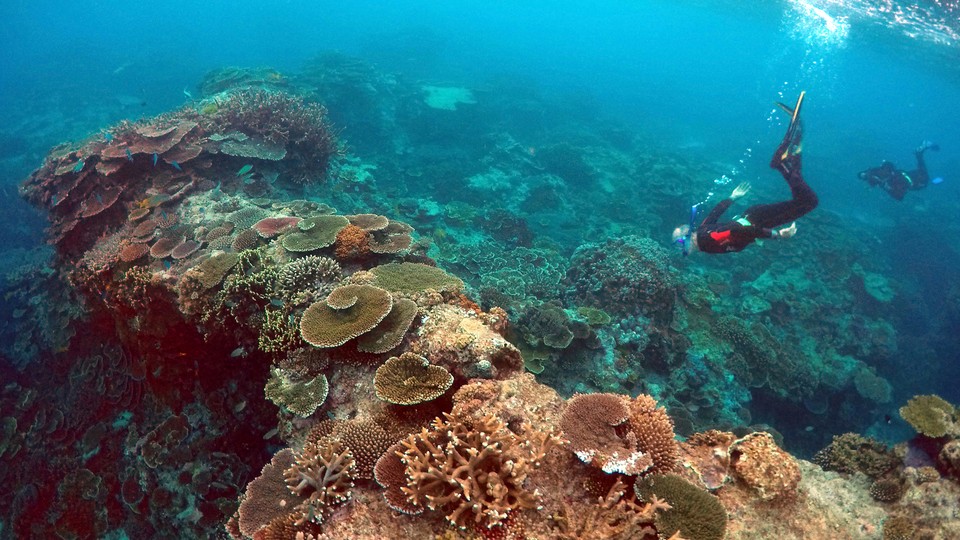 A coral reef with snorkelers