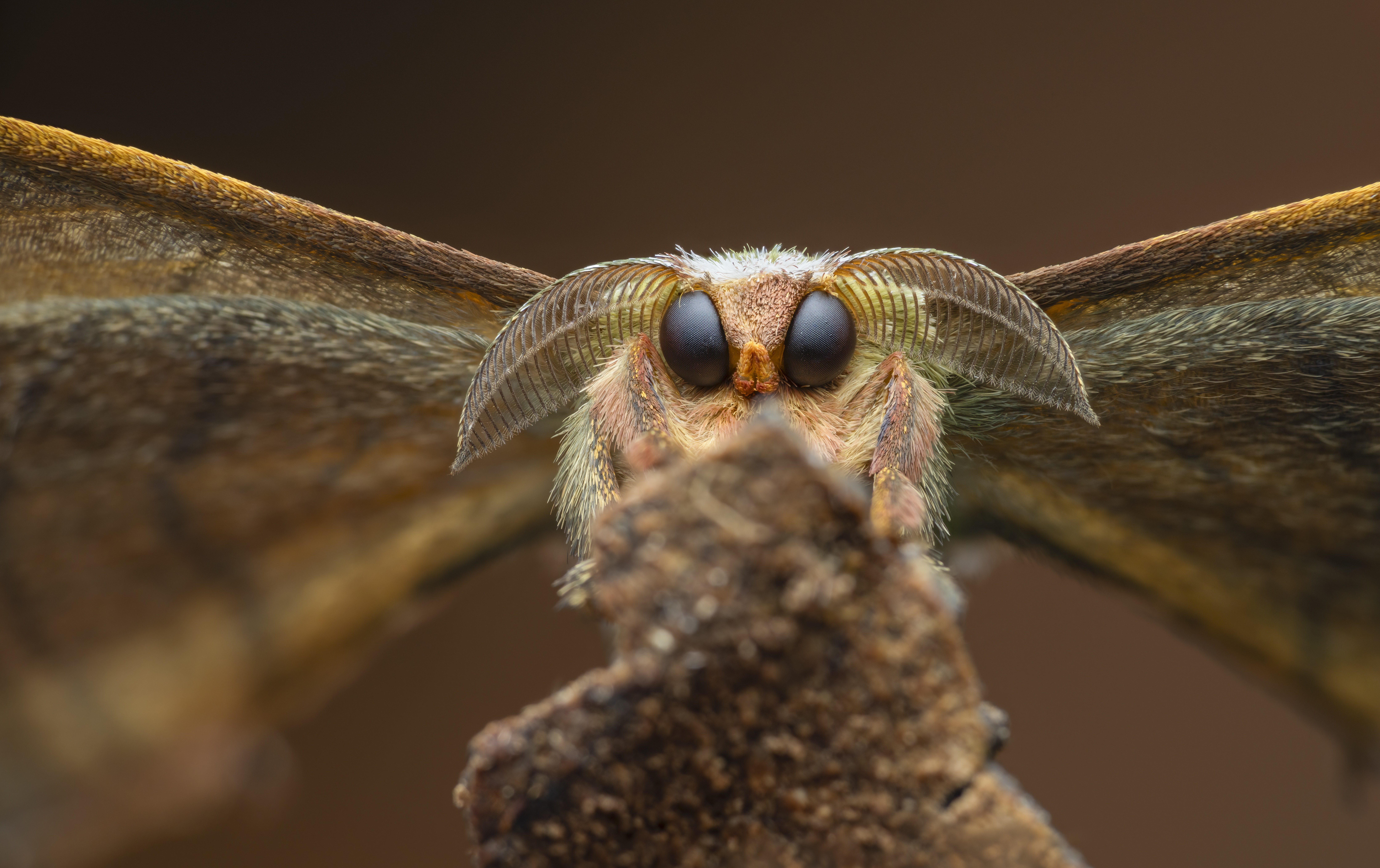 A close view of the face of a perched moth