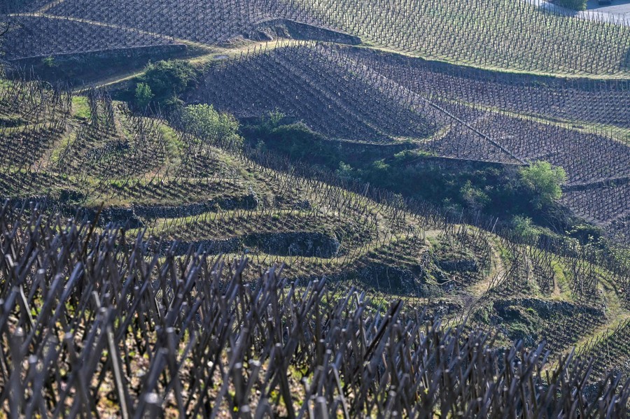 A view of hillside vineyards.