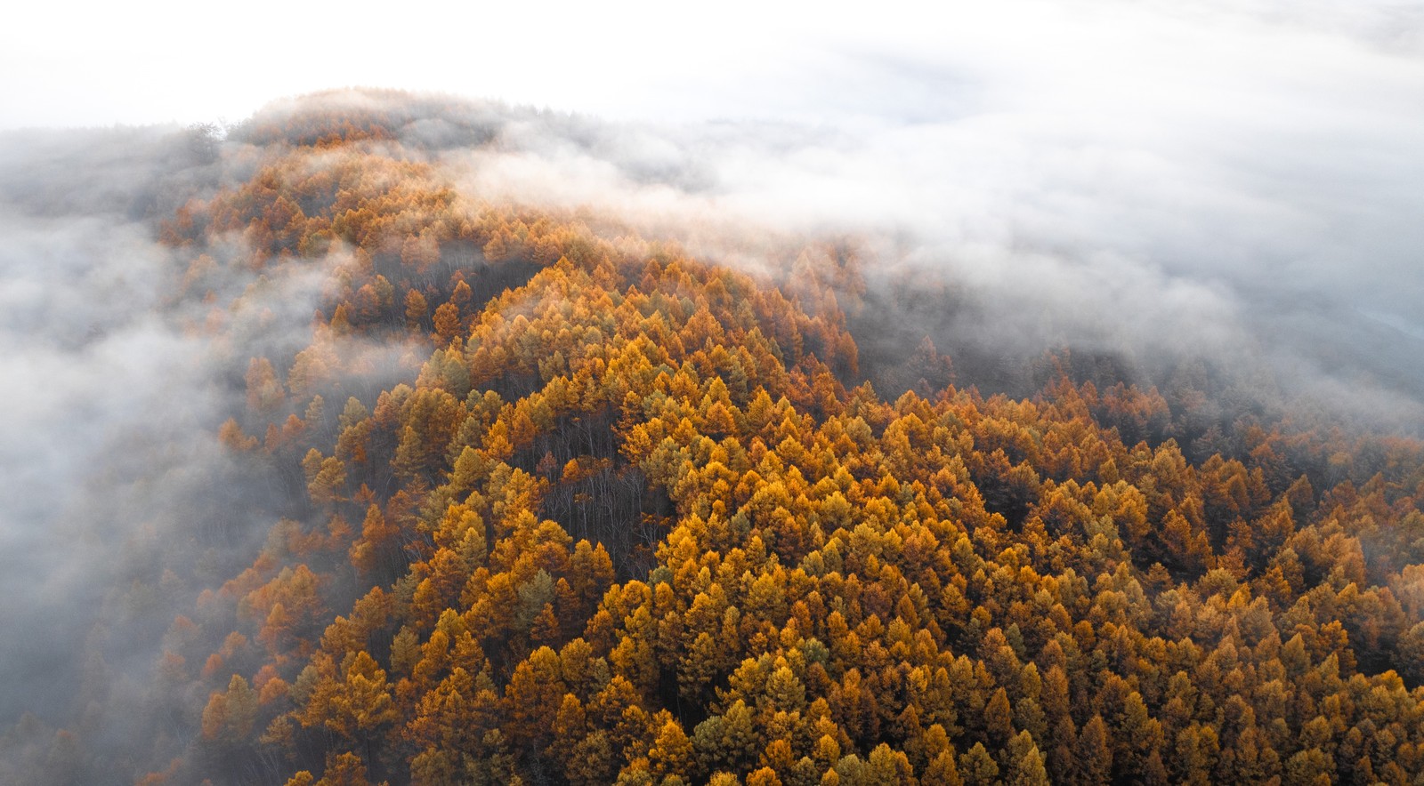 An aerial view of a mist-covered mountain showing autumn colors in the tree leaves