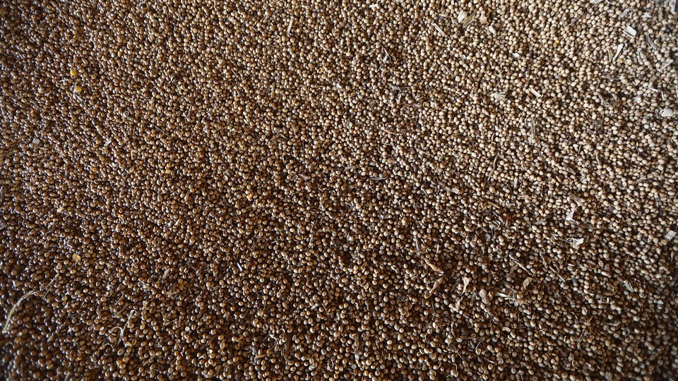 A zoomed-out view of a large pile of soybeans