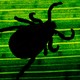 The silhouette of a tick seen through the underside of a green leaf with visible veins