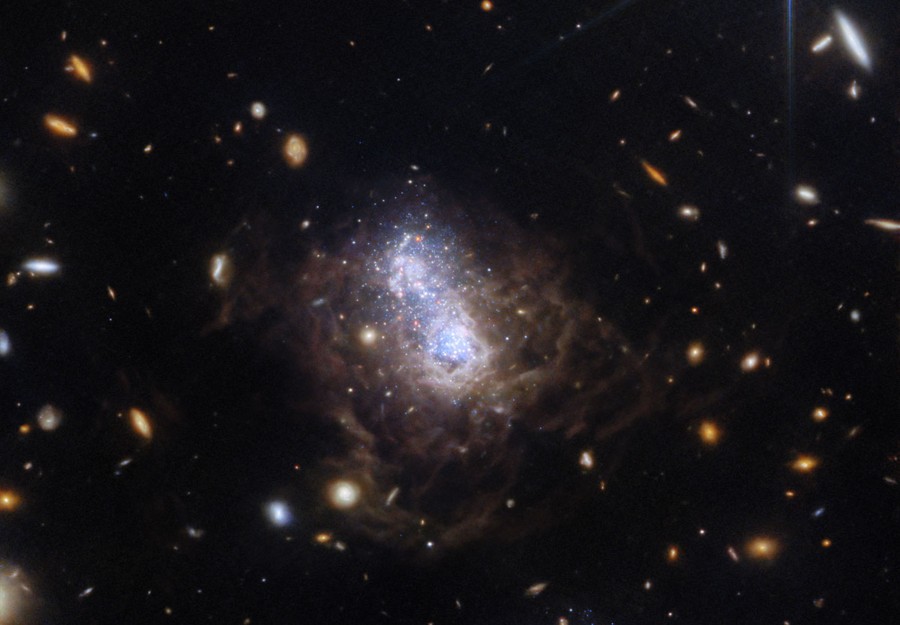 Many small galaxies are scattered on a black background. The image is dominated by an irregular galaxy with a bright central region of white and blue stars appear as two distinct lobes, surrounded by brown dusty filaments.