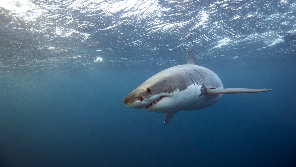 A great white shark swimming underwater
