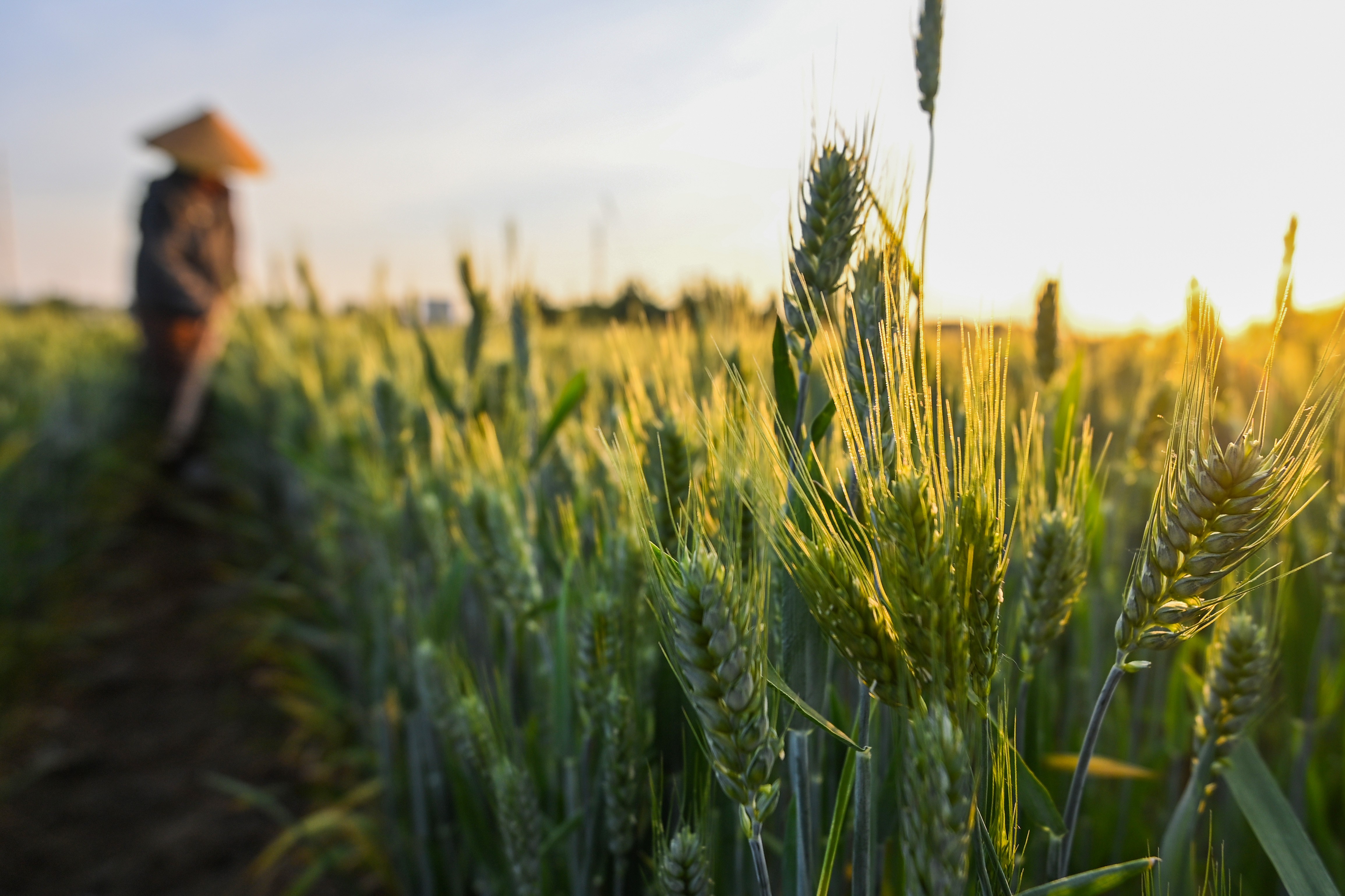 A farmer removes weeds from a wheat field with a hand tool.