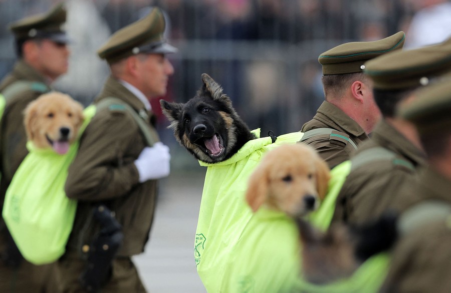 Several dogs are carried in backpacks by police officers in a parade.
