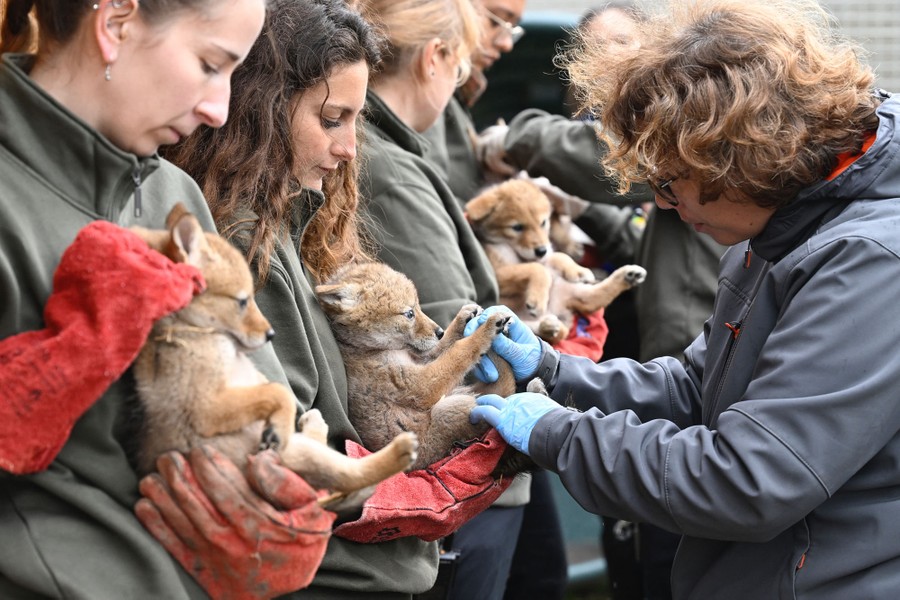 People hold several young coyote pups as they are examined.