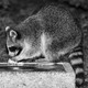 a black-and-white photo of a raccoon eating on the edge of a garbage can