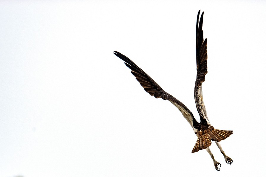 An osprey stretches out as it flaps its wings to take off.