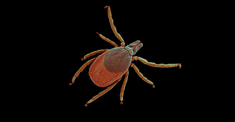 The Marvels Of Tick Saliva The Atlantic