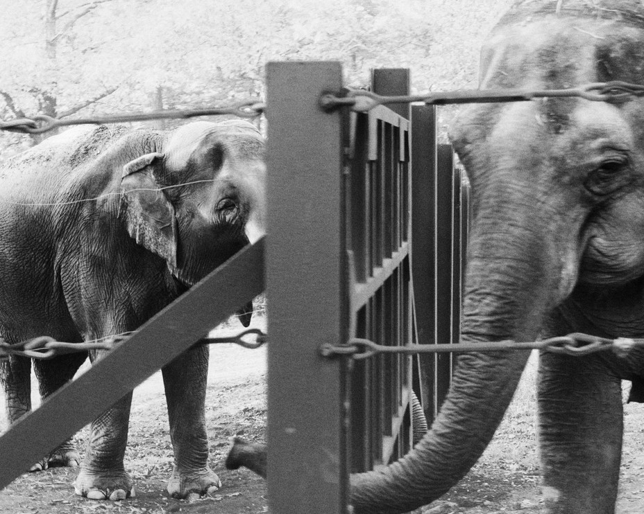 elephants separated by fence pushing their trunks through