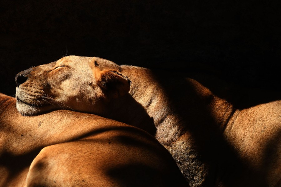 A lion sleeps, its head resting on another lion.