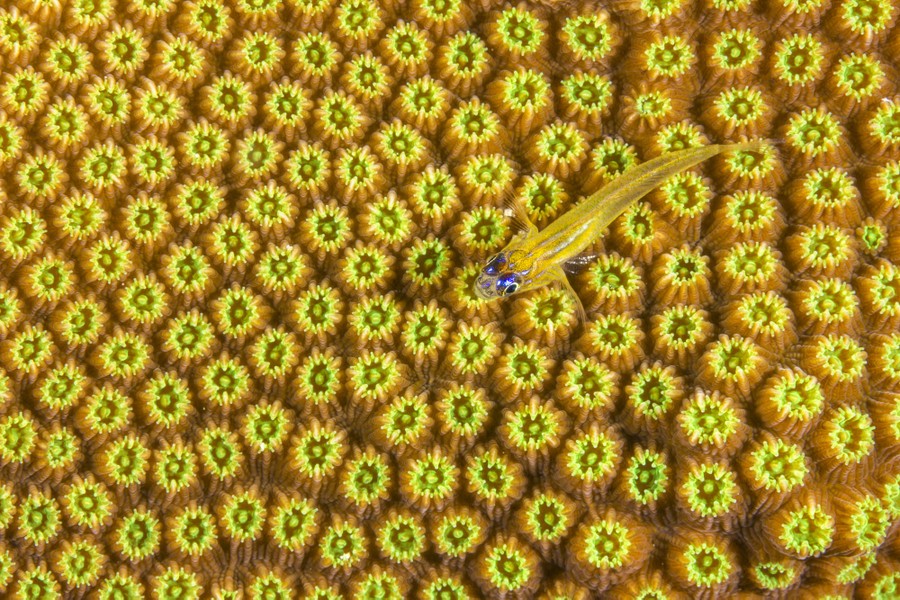 A small yellow fish rests atop a bright-yellow bit of coral.