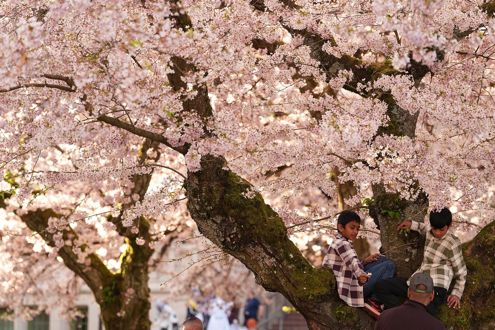 Children climb a blooming cherry tree.