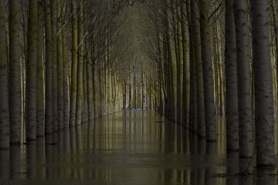 Rows of tree trunks rise out of floodwater.