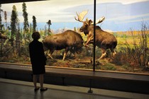 A woman looks at a diorama of Alaska moose at the American Museum of Natural History.