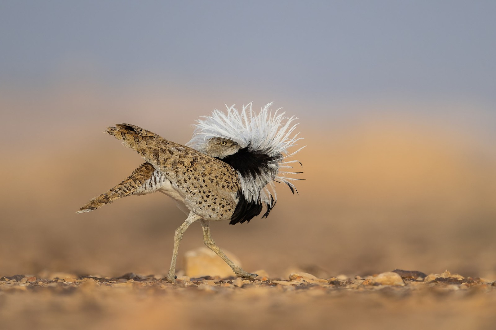 A bird stands on rocky ground, peeking out from the feathers of its chest that have been ruffled out, covering part of its head.
