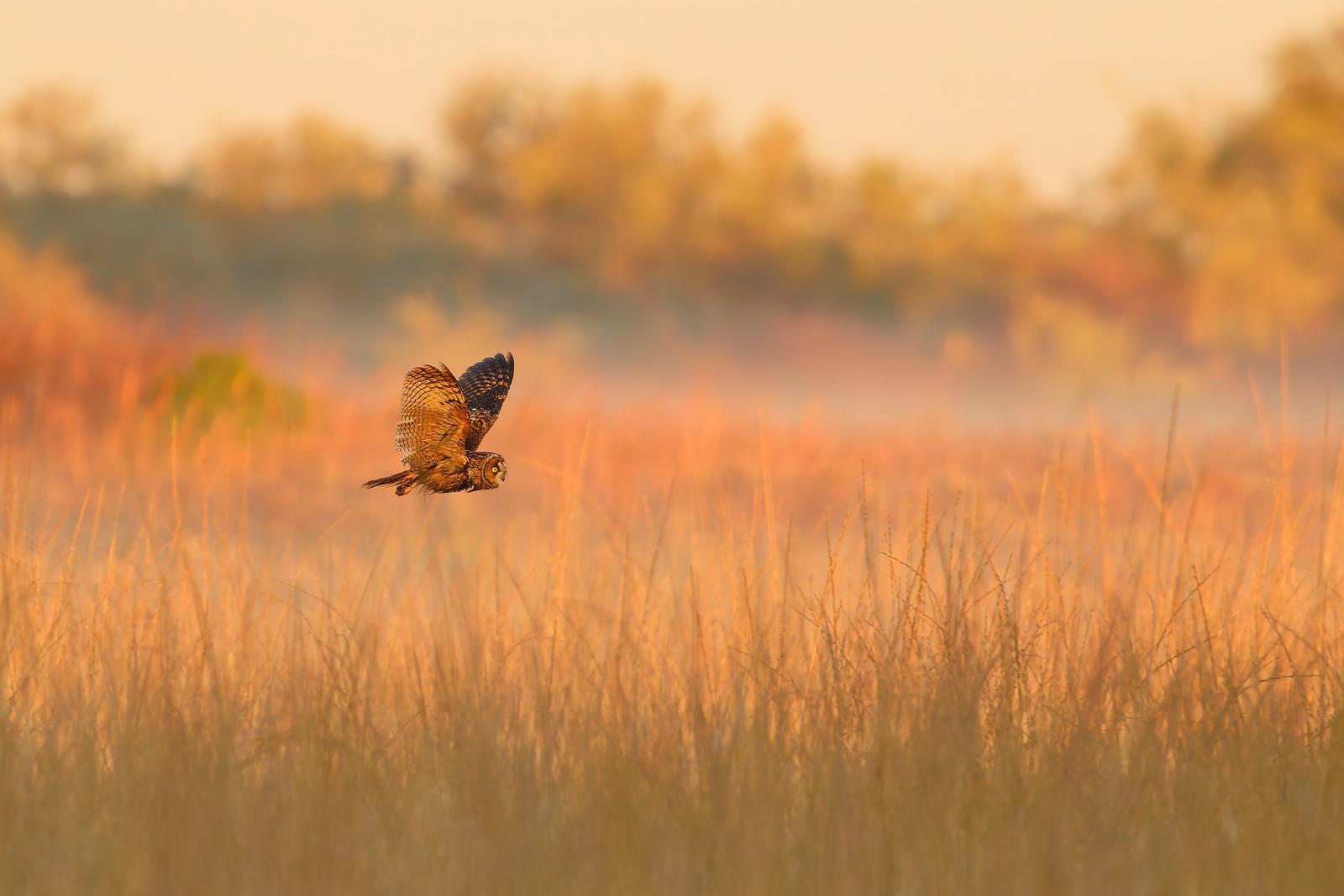 An owl flies above tall grass.