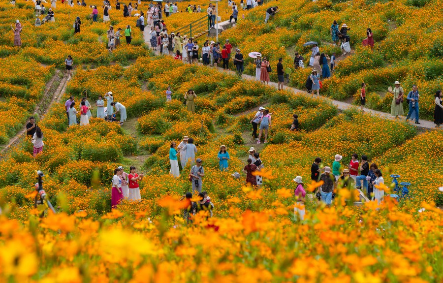 People walk on and near paths through a field of blooming flowers.