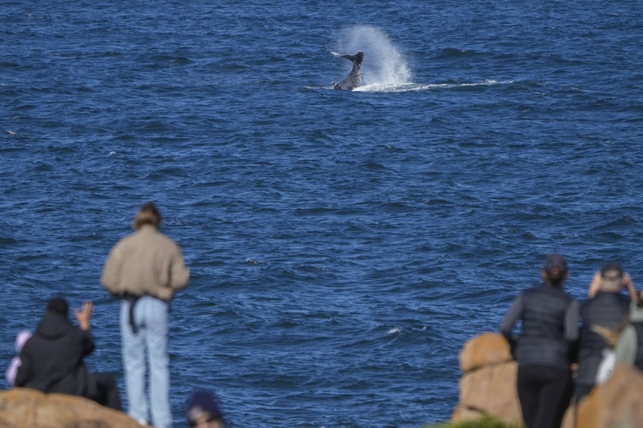 People watch from a coastline as a whale splashes with its tail in the distance.