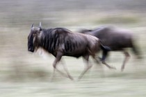 A wildebeest