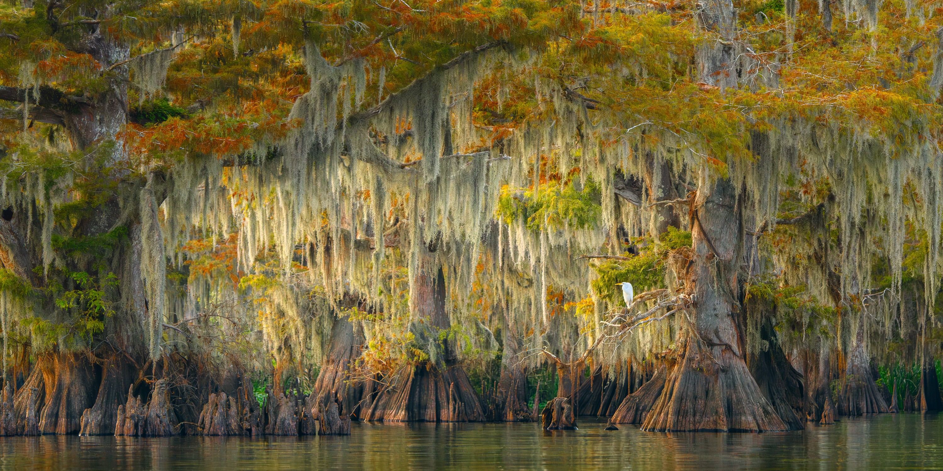 A white egret perches on a branch among many moss-covered swamp Cypress trees.