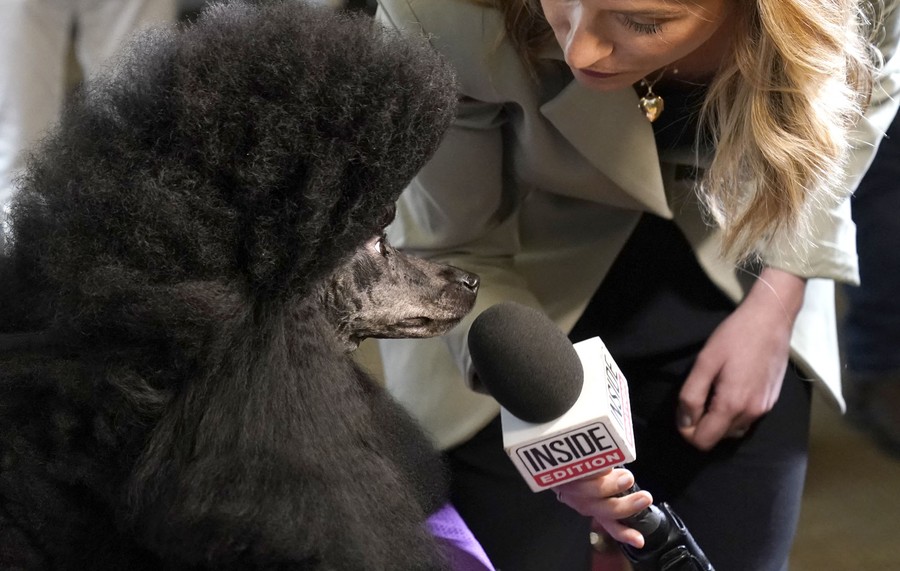 A reporter leans down and points a microphone toward the muzzle of a poodle.