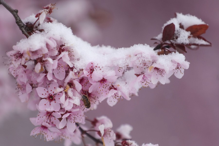Snow rests on a blossoming branch.