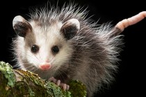 An opossum looks directly at the camera.