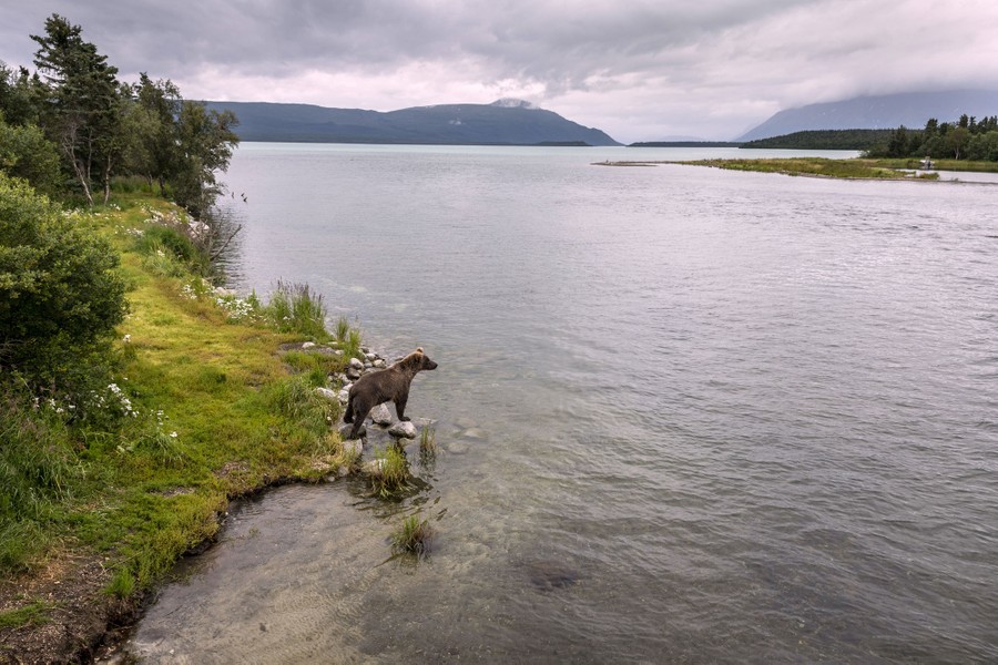 Brown Bears Fishing at Alaska's Brooks Falls - The Atlantic