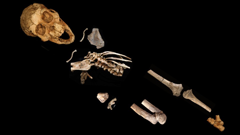 A partially complete Australopithecus skeleton