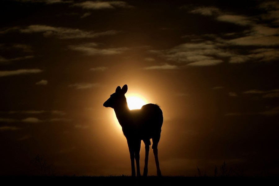 A deer is seen in silhouette in front of the setting sun.