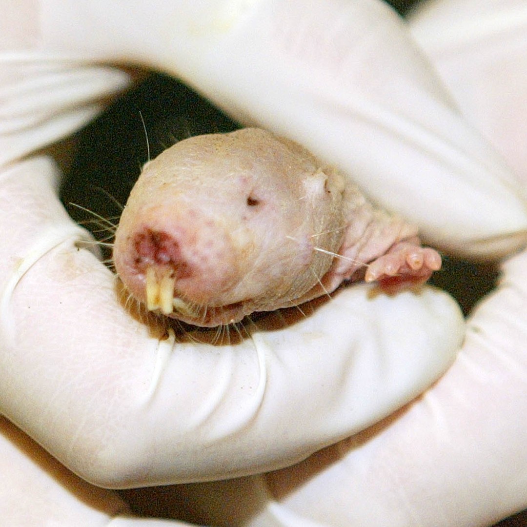 Naked Mole Rats May Communicate by Eating Poop - The Atlantic