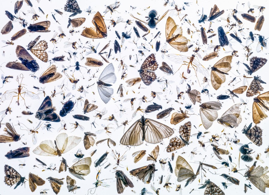 An arrangement of dozens of dead moths and other small winged insects on a white background.
