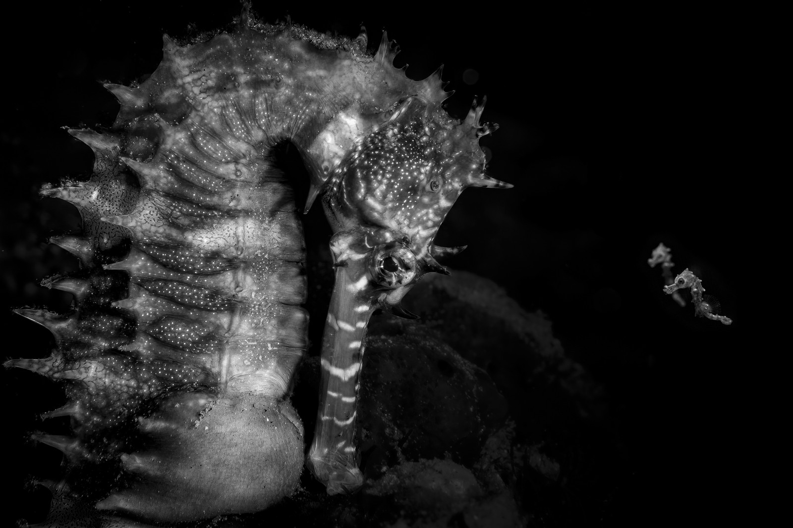 A black-and-white image of an adult seahorse beside two much-smaller ones.